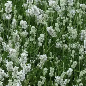 Lavandula 'Hidcote White'